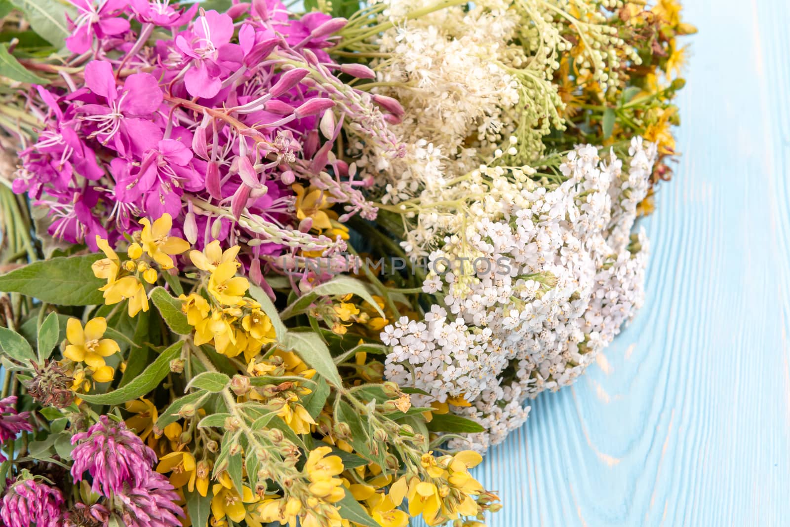 Bundles of medicinal herbs on a blue wooden background, alternative medicine and herbal treatment concept, by galsand