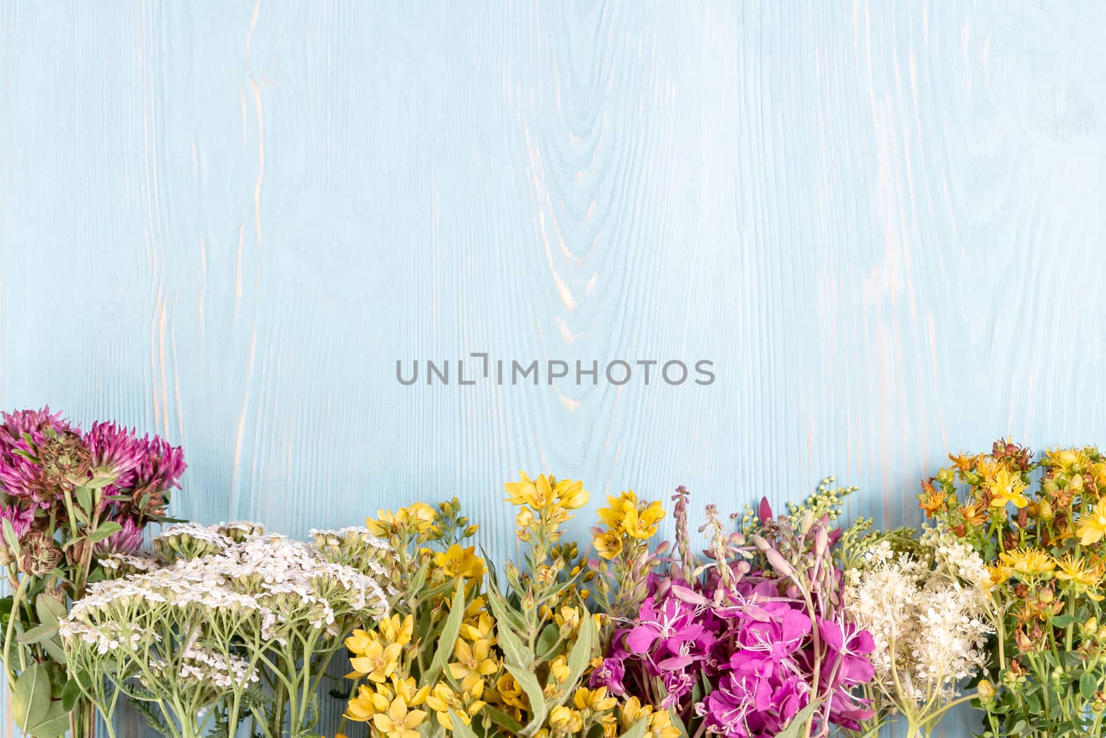 Bundles of medicinal herbs on a blue wooden background, alternative medicine and herbal treatment concept, copy space, place for text.