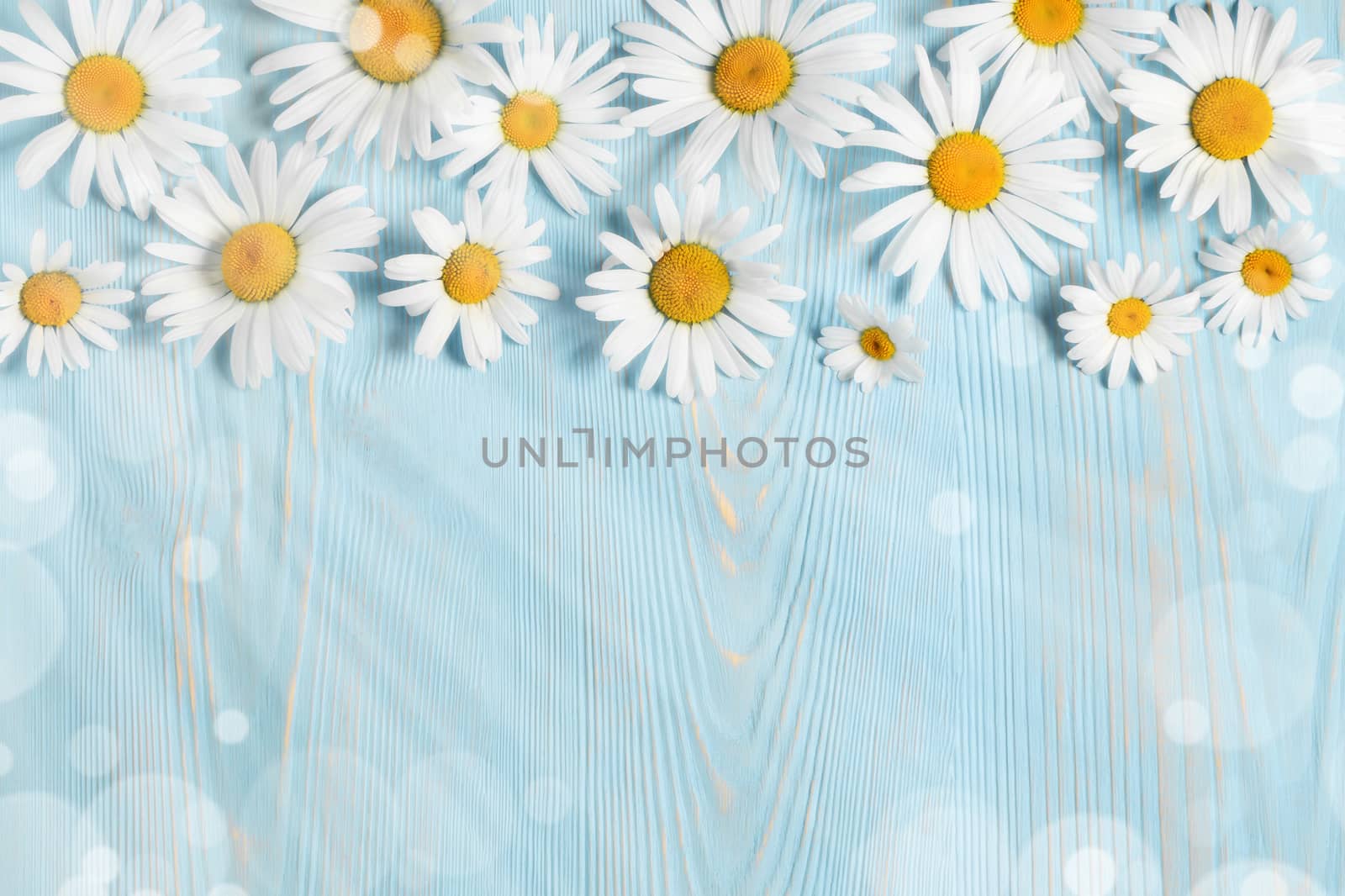 White camomiles on a blue wooden background. Beautiful spring composition, template for design with place for text by galsand