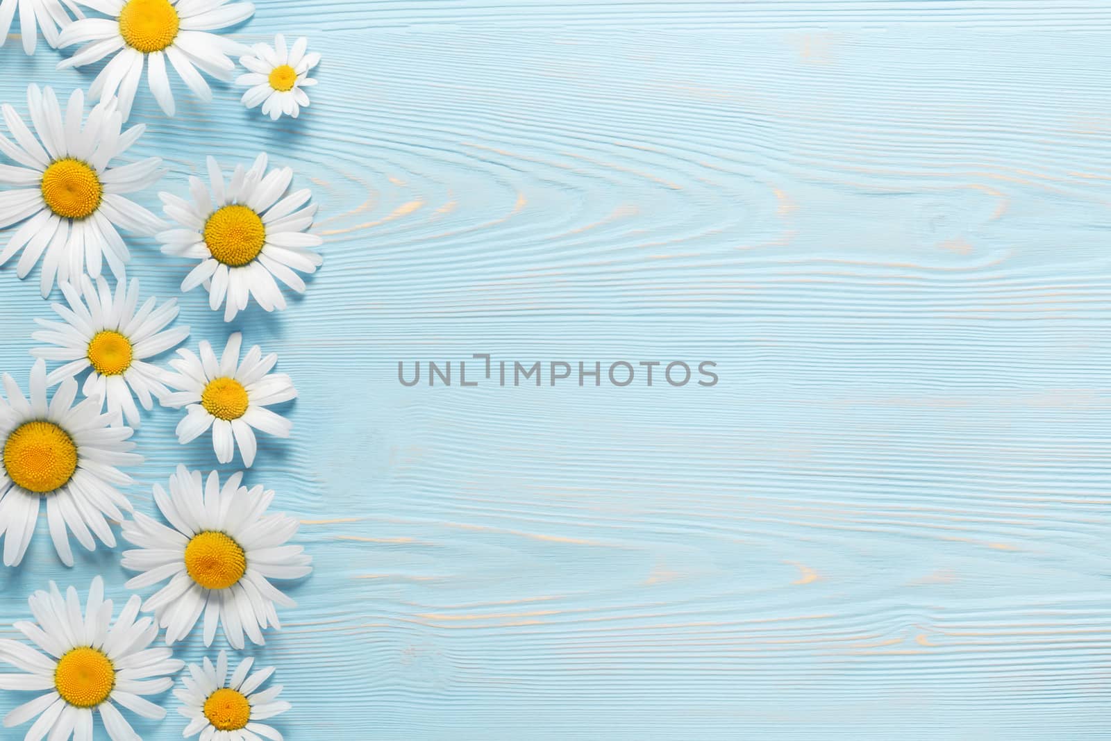 White camomiles on a blue wooden background. Beautiful spring composition, template for design with place for text by galsand