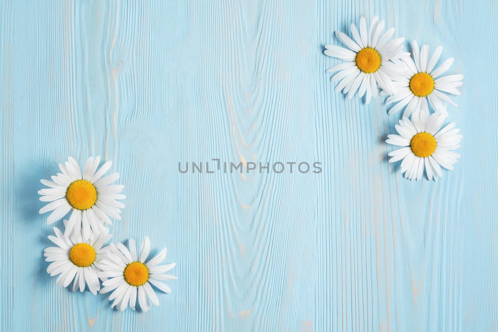 White camomiles on a blue wooden background. Beautiful spring composition, template for design with place for text by galsand