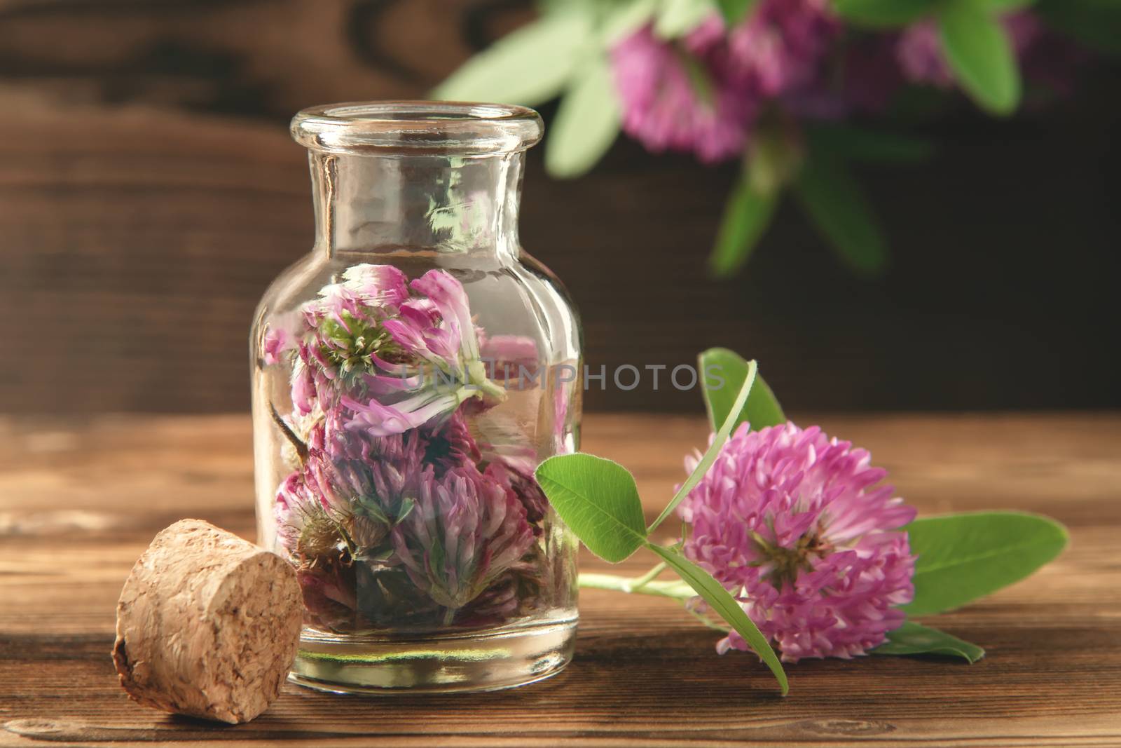 Concept of homeopathy and herbal treatment - pink Trifolium pratense know as clover in a bottle by galsand