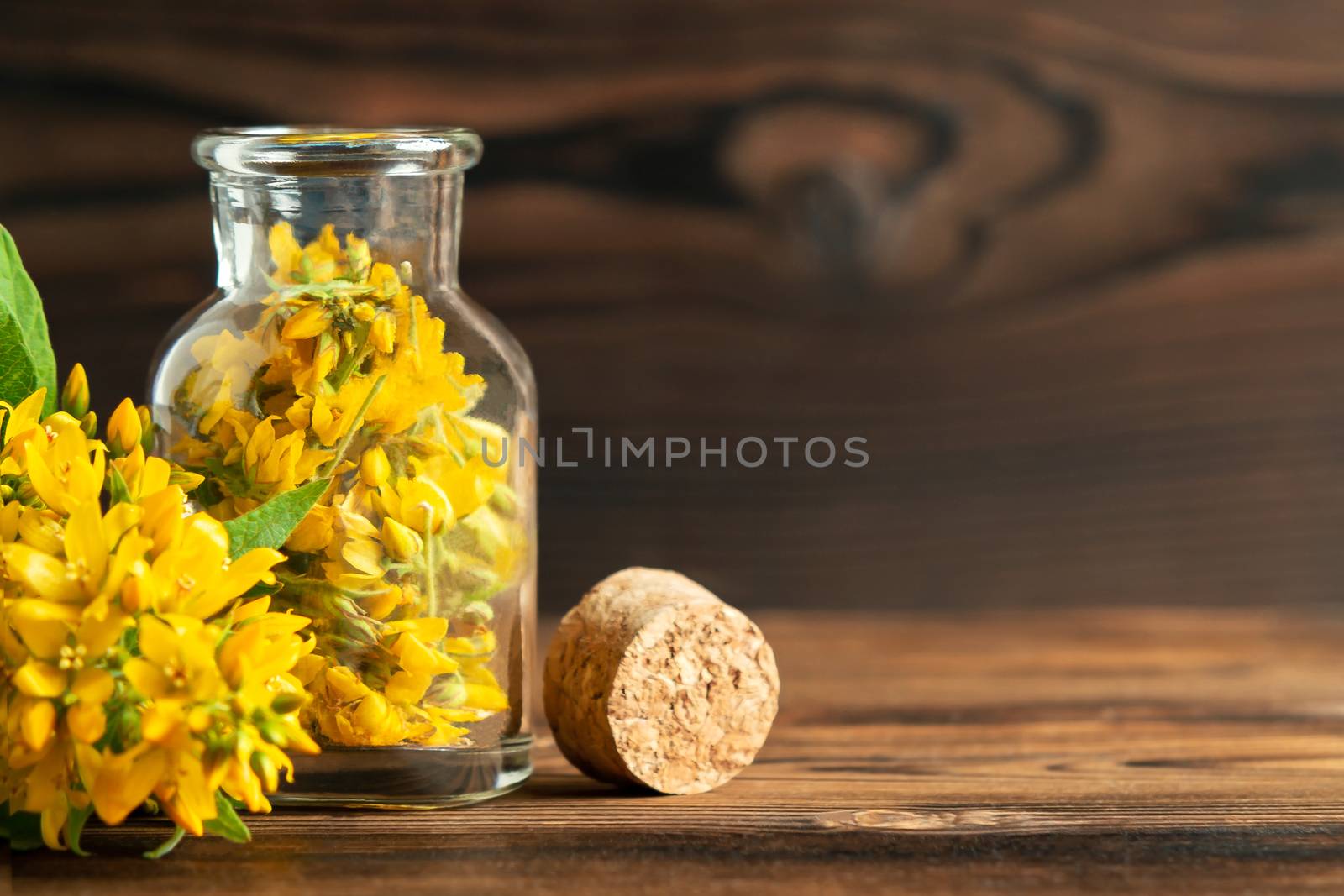 Concept of homeopathy and herbal treatment - solidago virgaurea know as goldenrod in a bottle, copy space, place for text by galsand