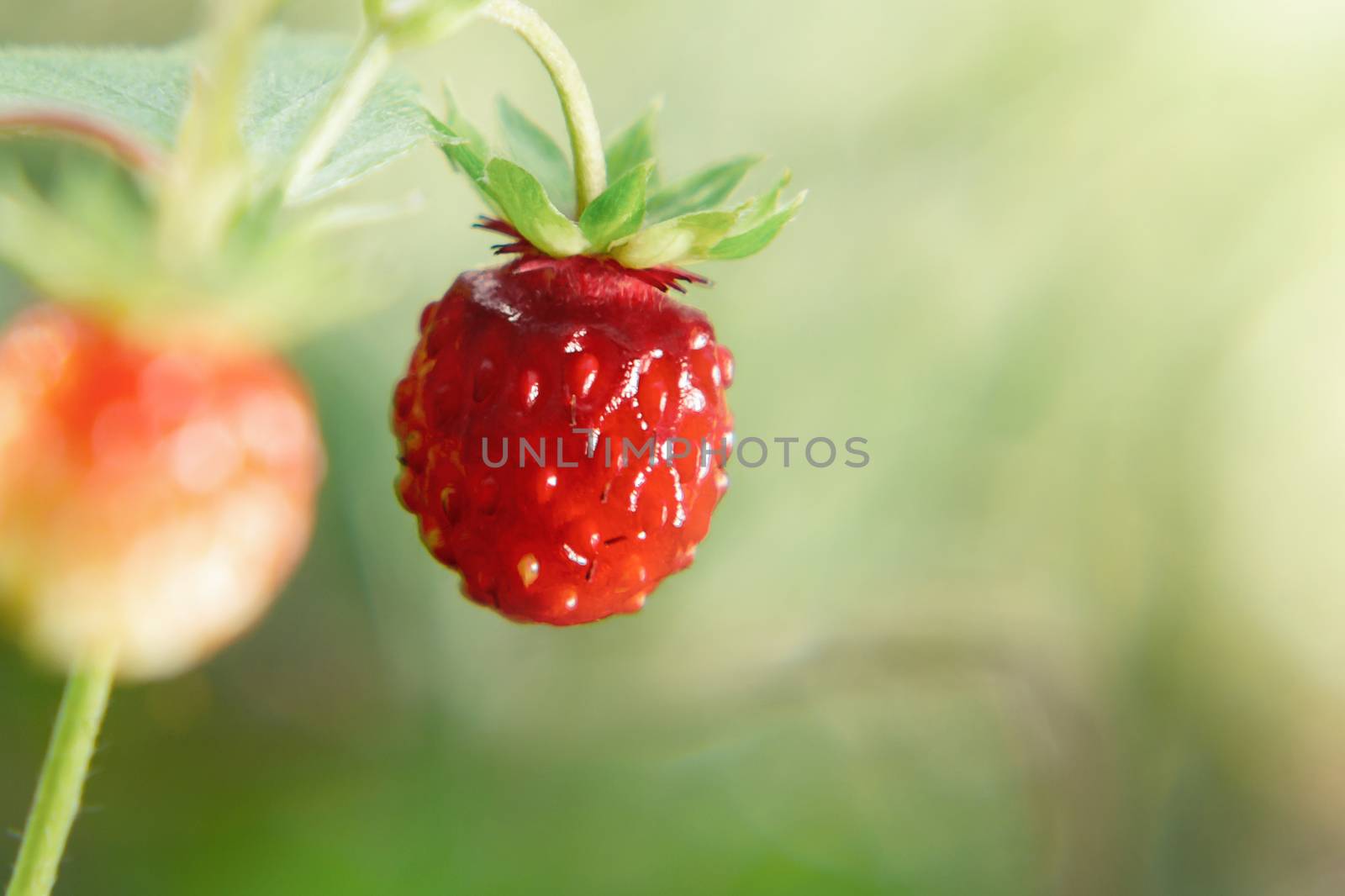 Small wild strawberries on a bush in a summer forest.