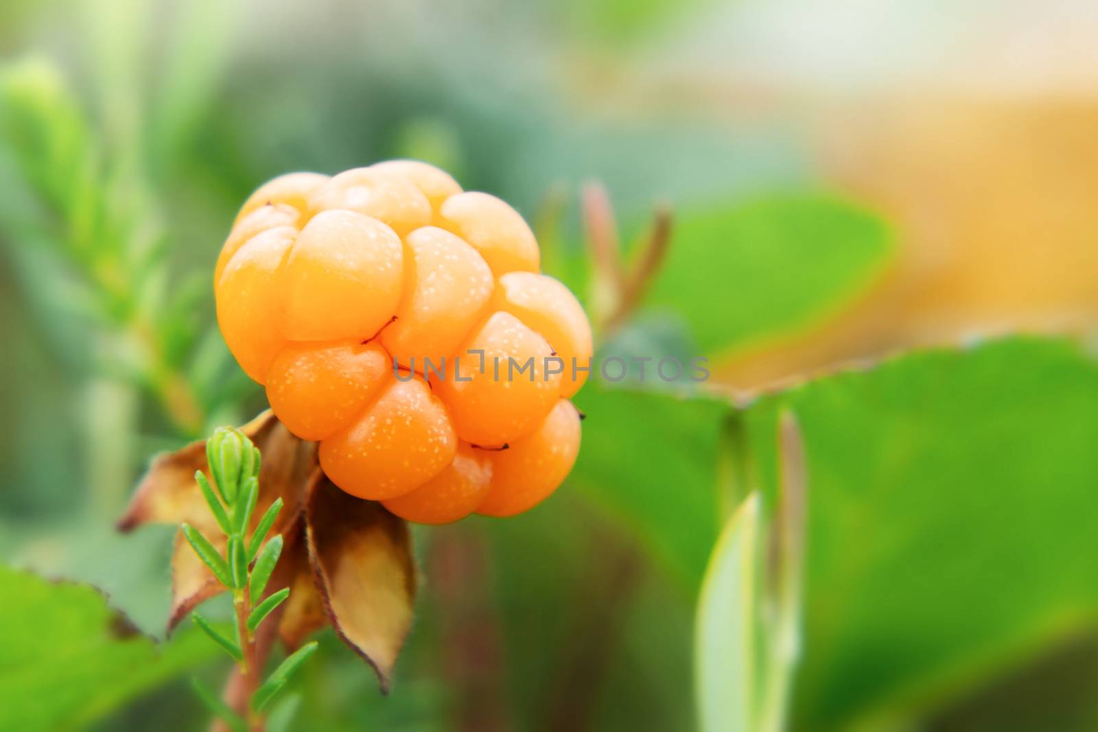 Cloudberry berry grows in a summer forest in a swamp by galsand