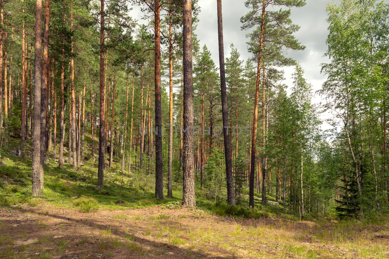 Hilly pine northern forest, summer forest landscape.