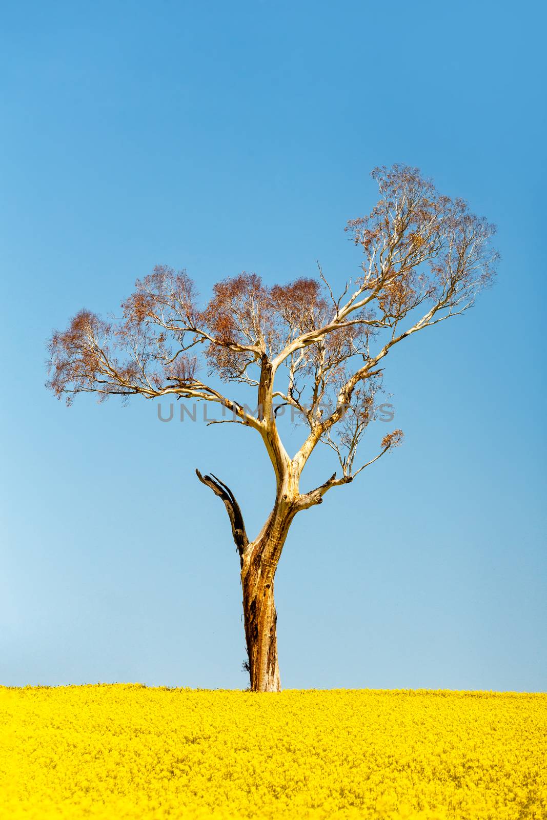 Gum tree standting tall among the undulating flowering golden canola fields