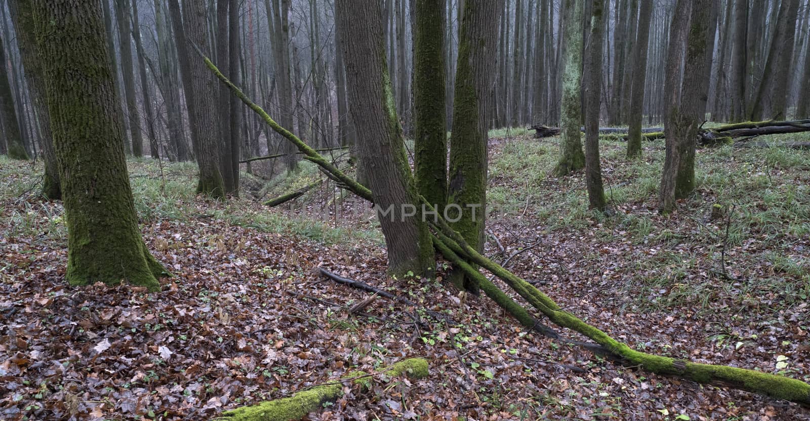 Fallen trees in the autumn forest covered with moss. Natural environment. Beauty in nature. Atmospheric mood.
