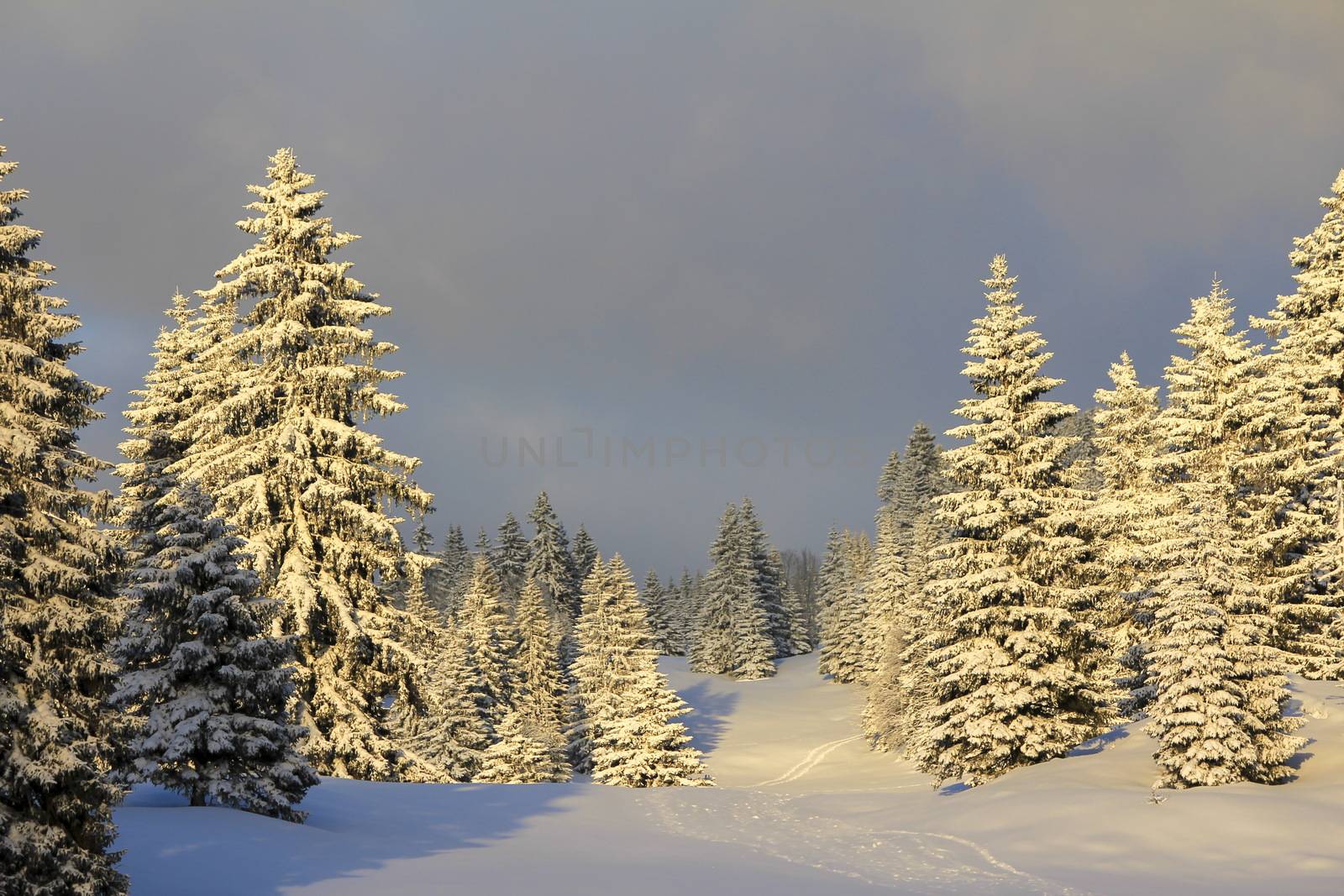 very beautiful winter landscape with fir trees by mariephotos