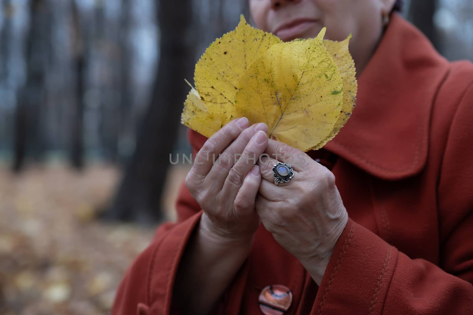Hands of an elderly woman holding yellow autumn leaves