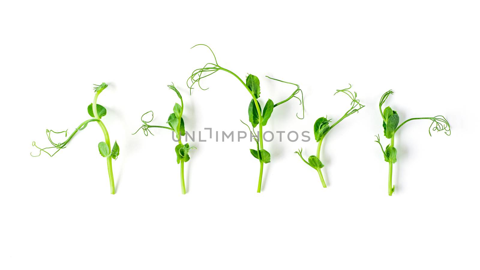 sprouts peas isolated on white by fascinadora