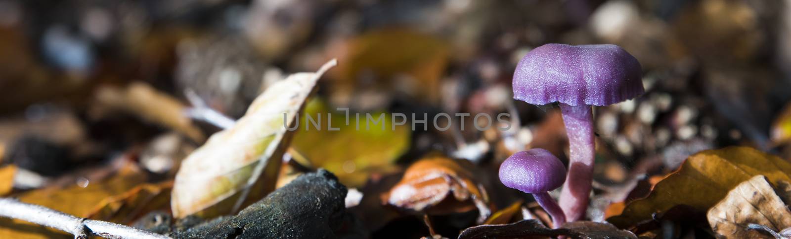 autumn forest with a big and small Laccaria amethystina or the amethyst deceiver between the leaves and ferns on the forest floor.