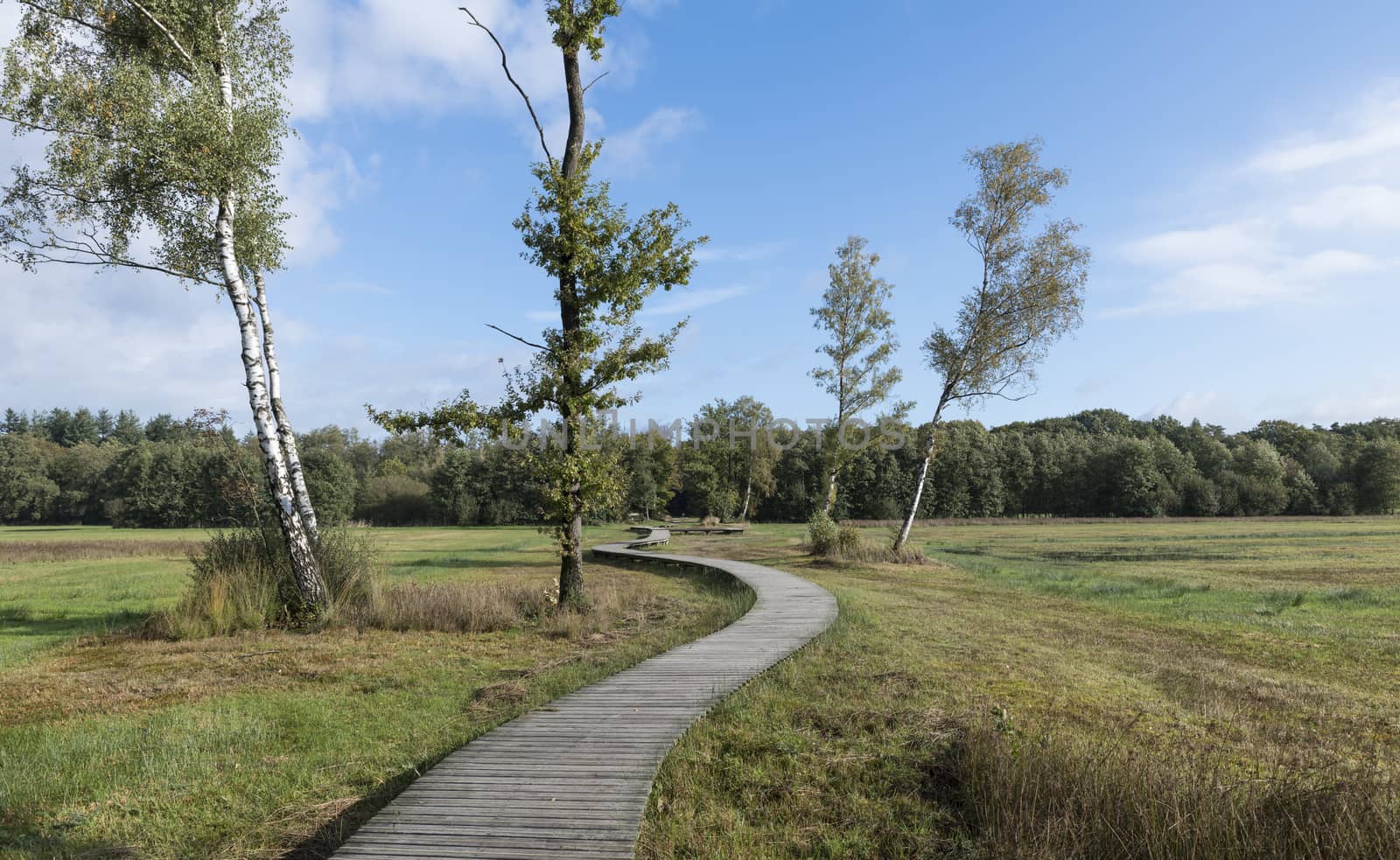 a winding wooden hiking trail through nature in the Veluwe near Epe