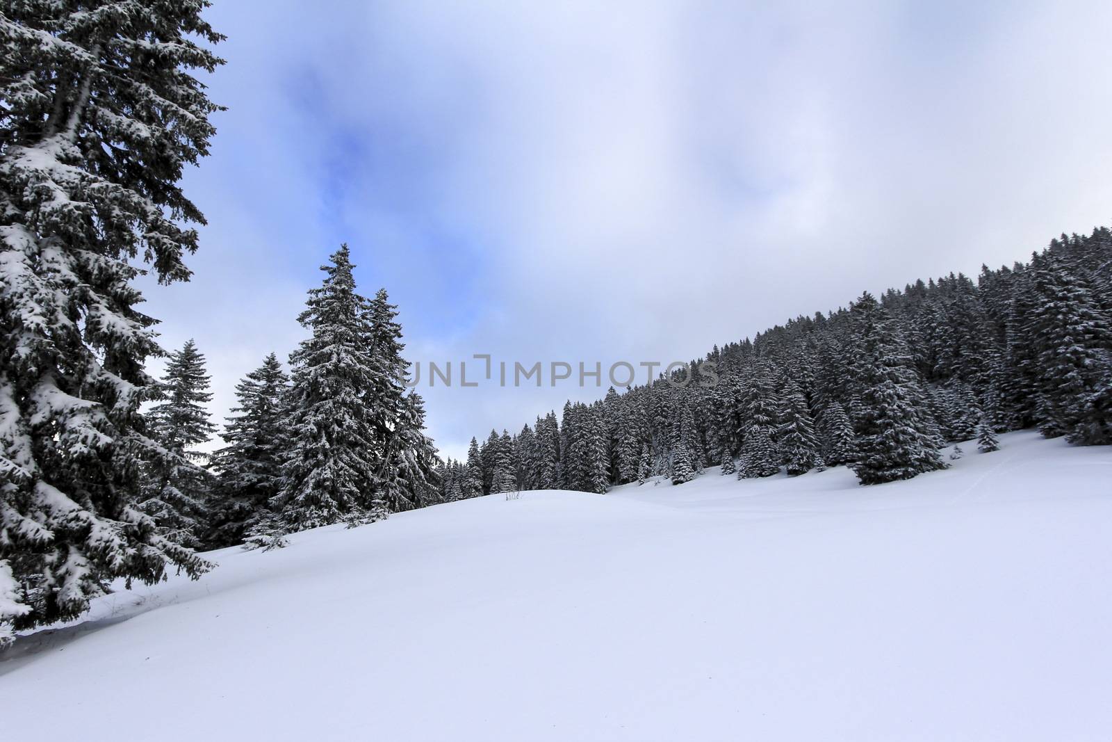 very beautiful winter landscape with fir trees by mariephotos