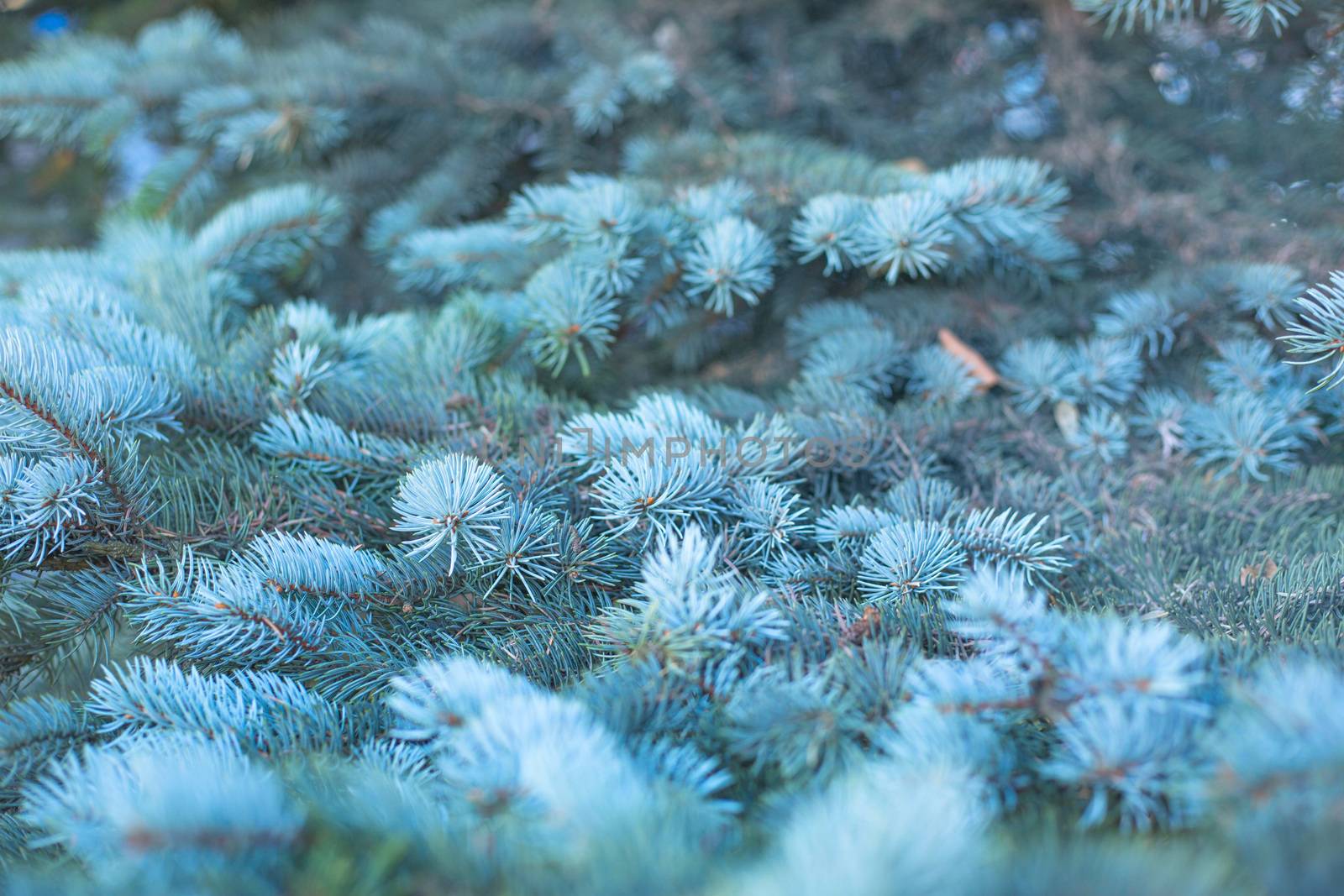 Branches of blue fir tree natural background with copy space for text wintertime cold frost Christmas concept