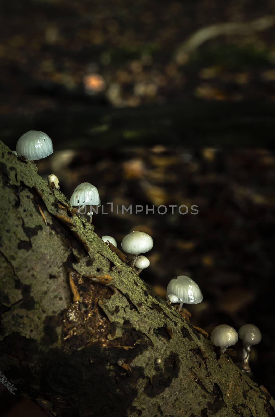 miniature small mushrooms , the oudemansiella mucida like lights on a branch in the forest during the autumn