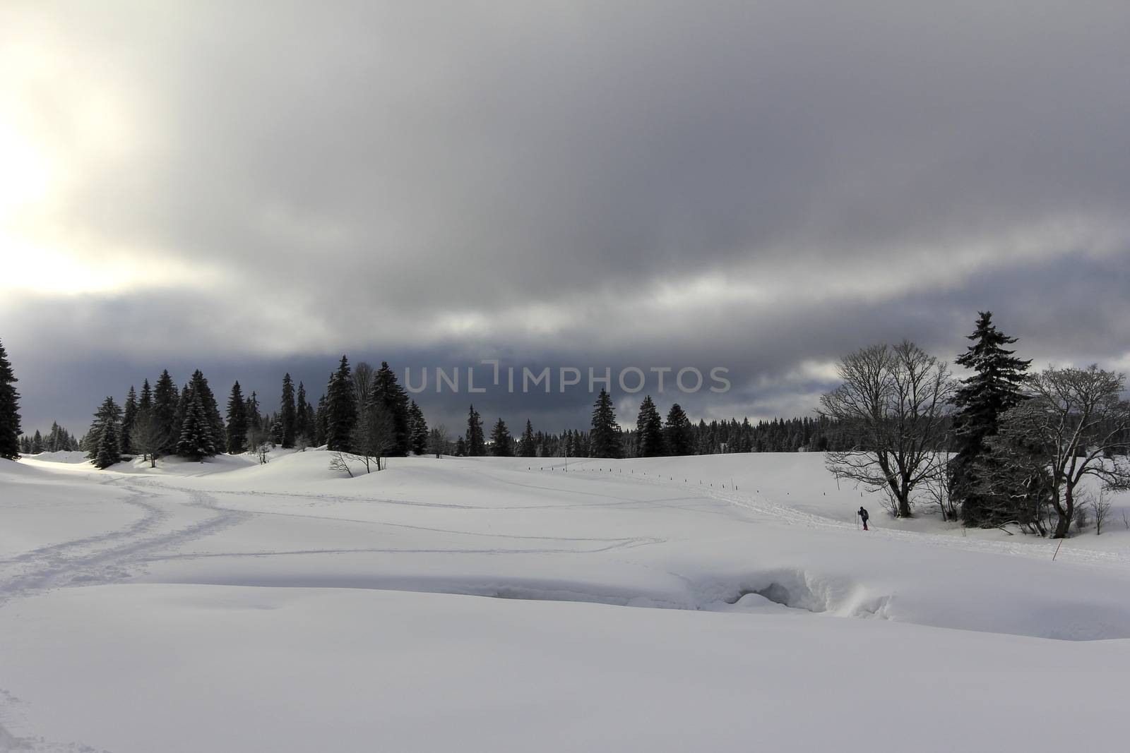 very beautiful winter landscape with fir trees white