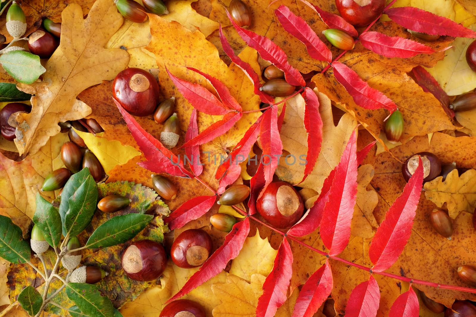 Bright red and yellow autumn leaves, shiny conkers and evergreen oak foliage and acorns as an abstract background texture