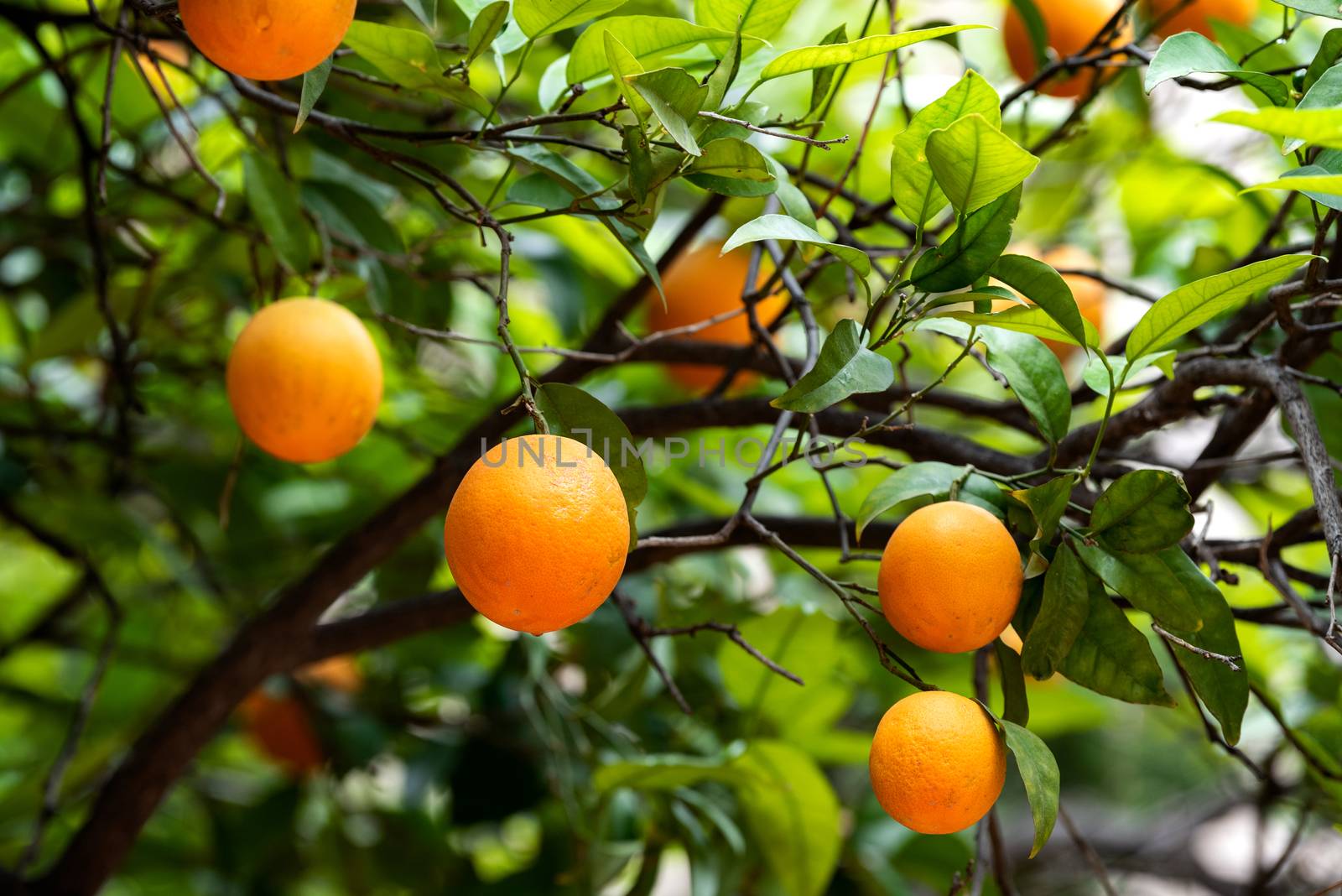 orange fruit on the trees by ventdusud