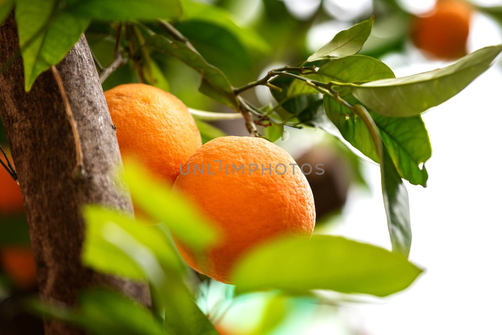 Bloomy orange garden in Valencia. Spain