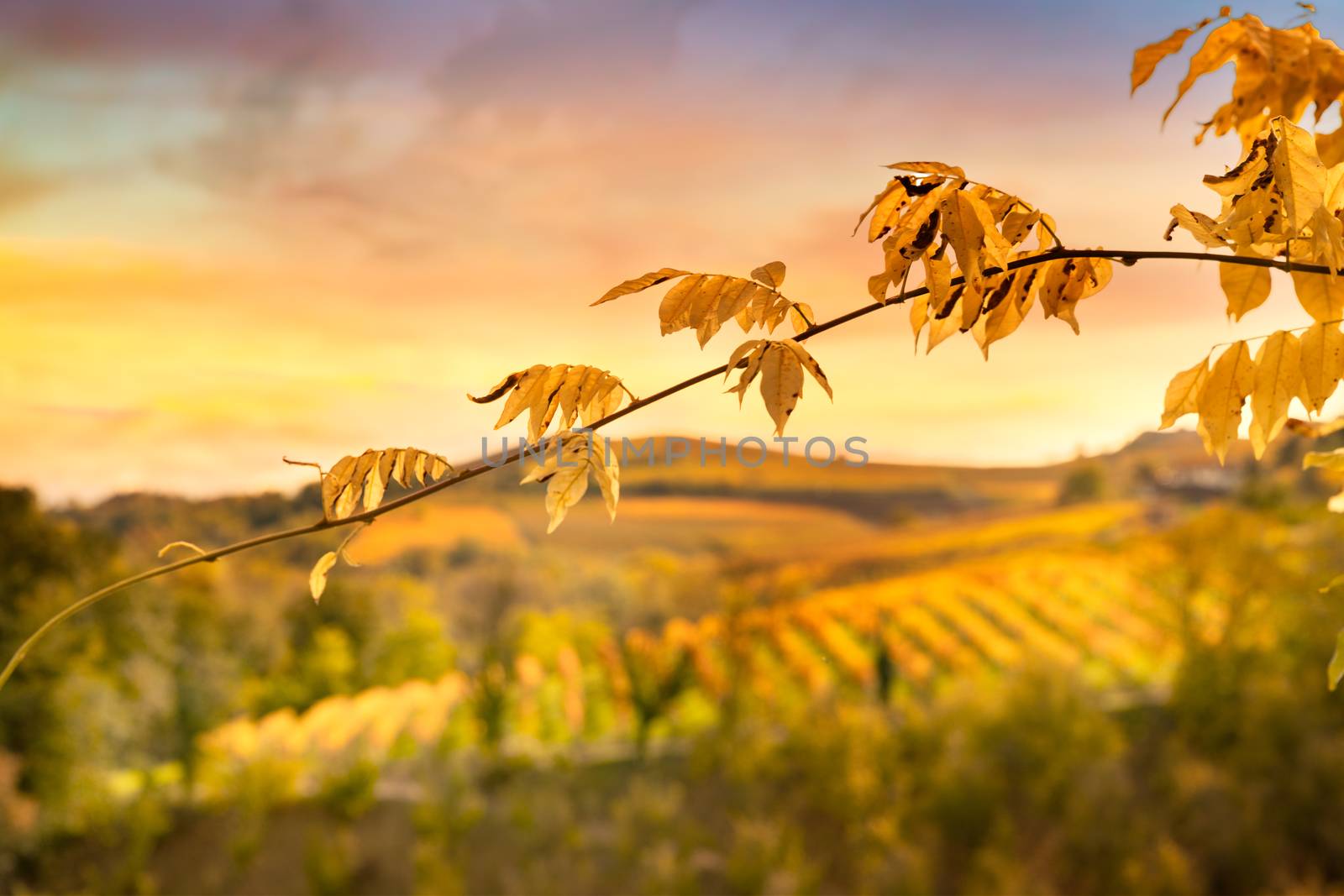 autumn and wine spirit by ventdusud