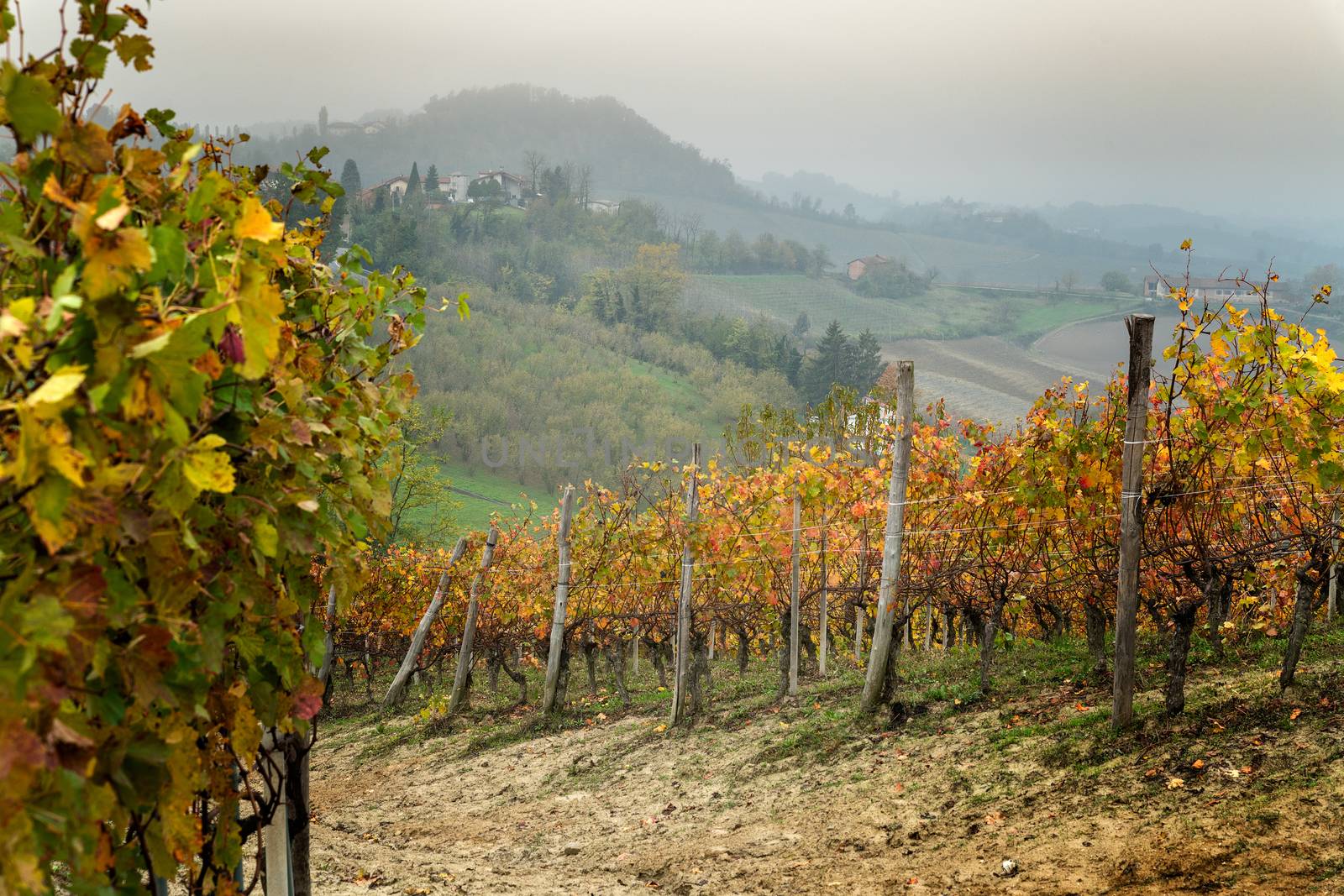 Landscape of Barolo wine region by ventdusud