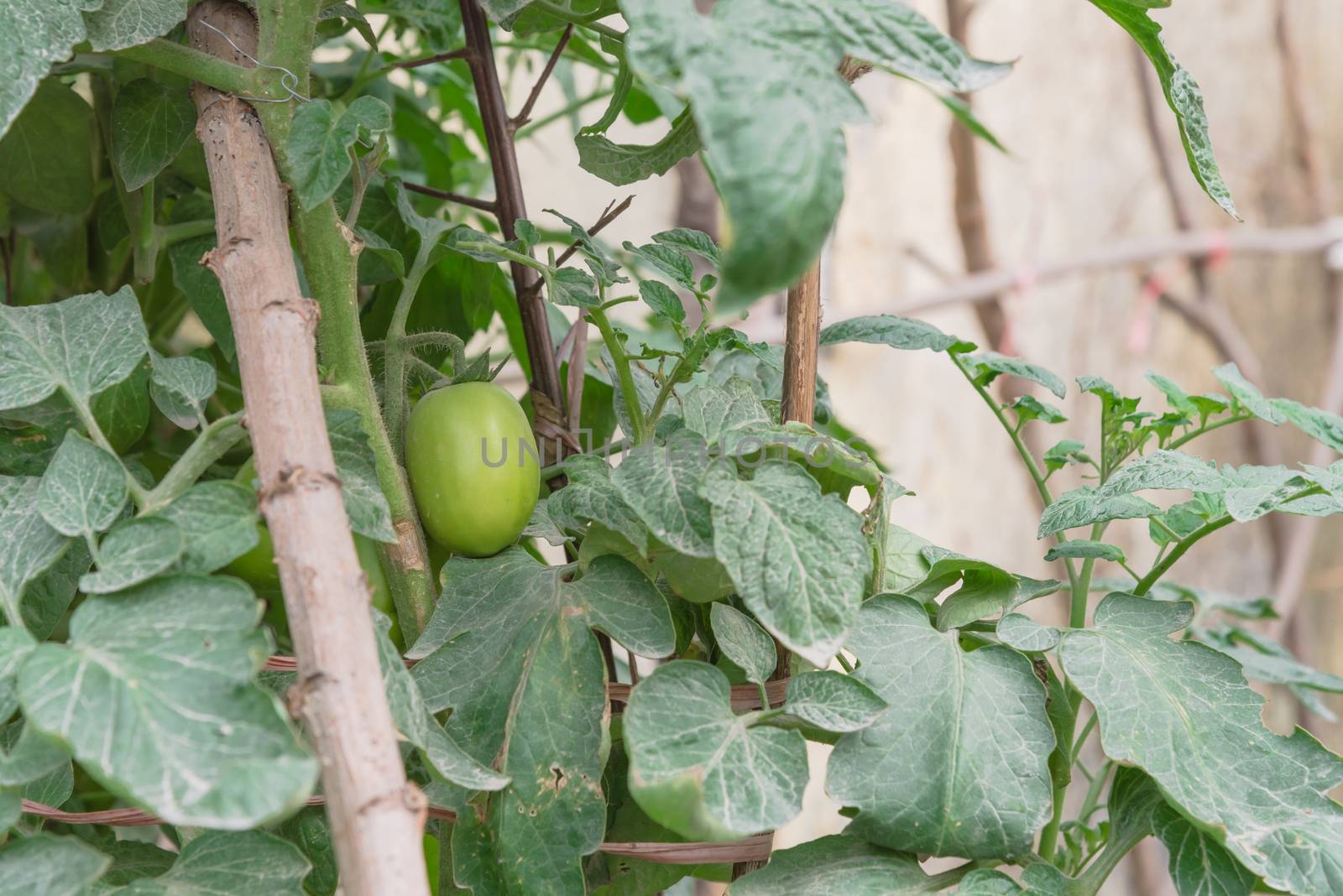 Close-up green tomatoes growing on homemade tree branches trellis structure, self sufficient concept in Asia