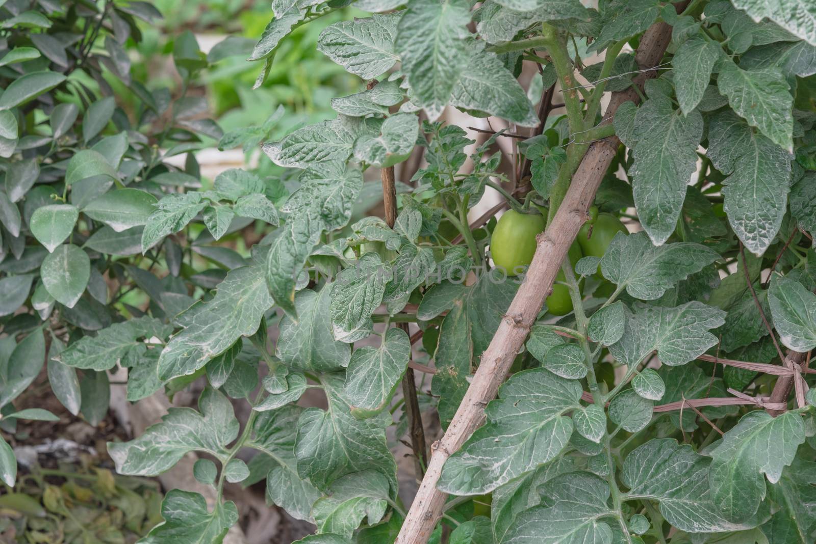 Close-up green tomatoes growing on homemade tree branches trellis structure, self sufficient concept in Asia