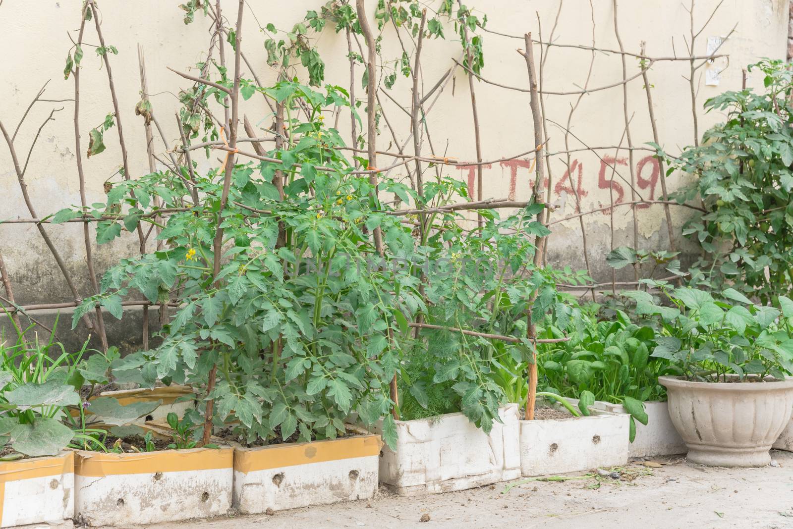 Styrofoam boxes and pots from urban vertical garden in Hanoi, Vietnam. Kitchen vegetable and herbs growing on homemade tree branches trellis structure, self sufficient concept in Asia