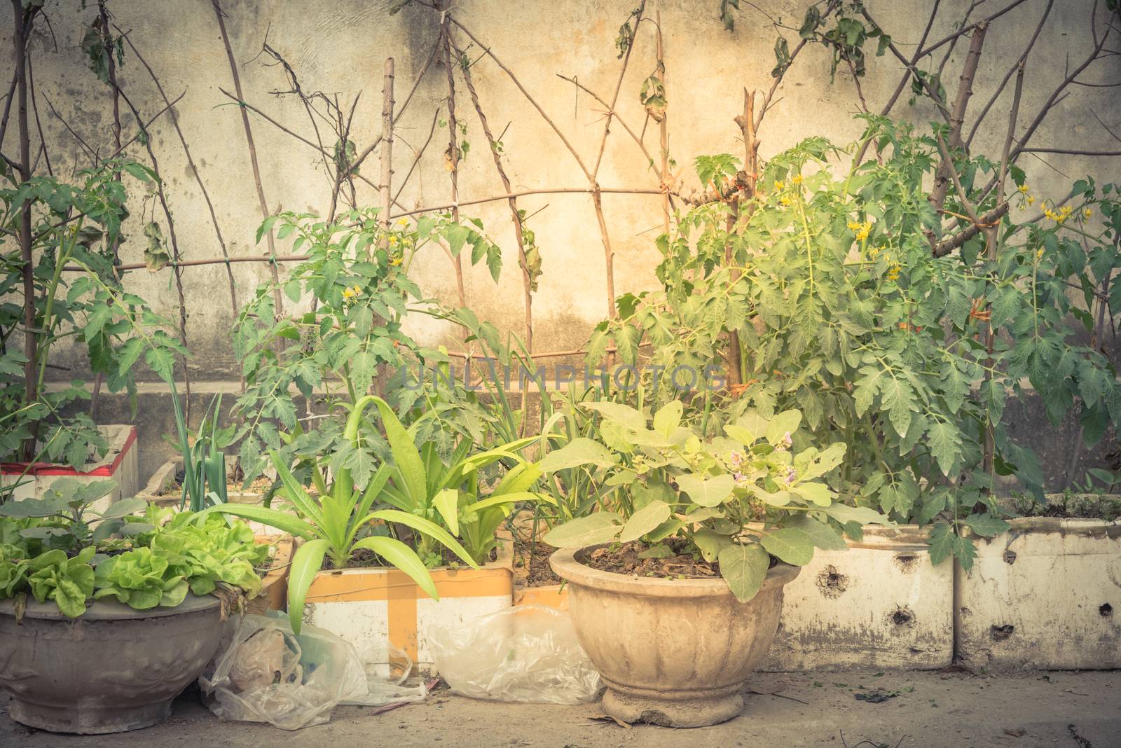 Row of styrofoam boxes, pots with vegetable growing on trellis at container garden in Hanoi by trongnguyen