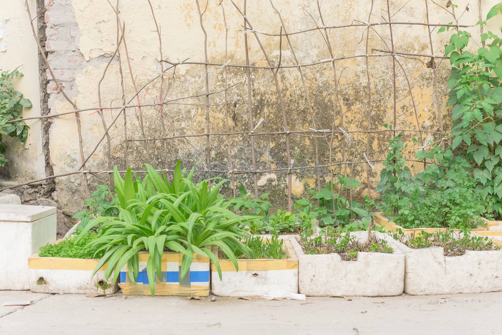 Vertical gardening idea in Hanoi, Vietnam with row of recycle styrofoam boxes and homemade tree branches trellis. Asian urban kitchen vegetable and herbs containers for self sufficient concept