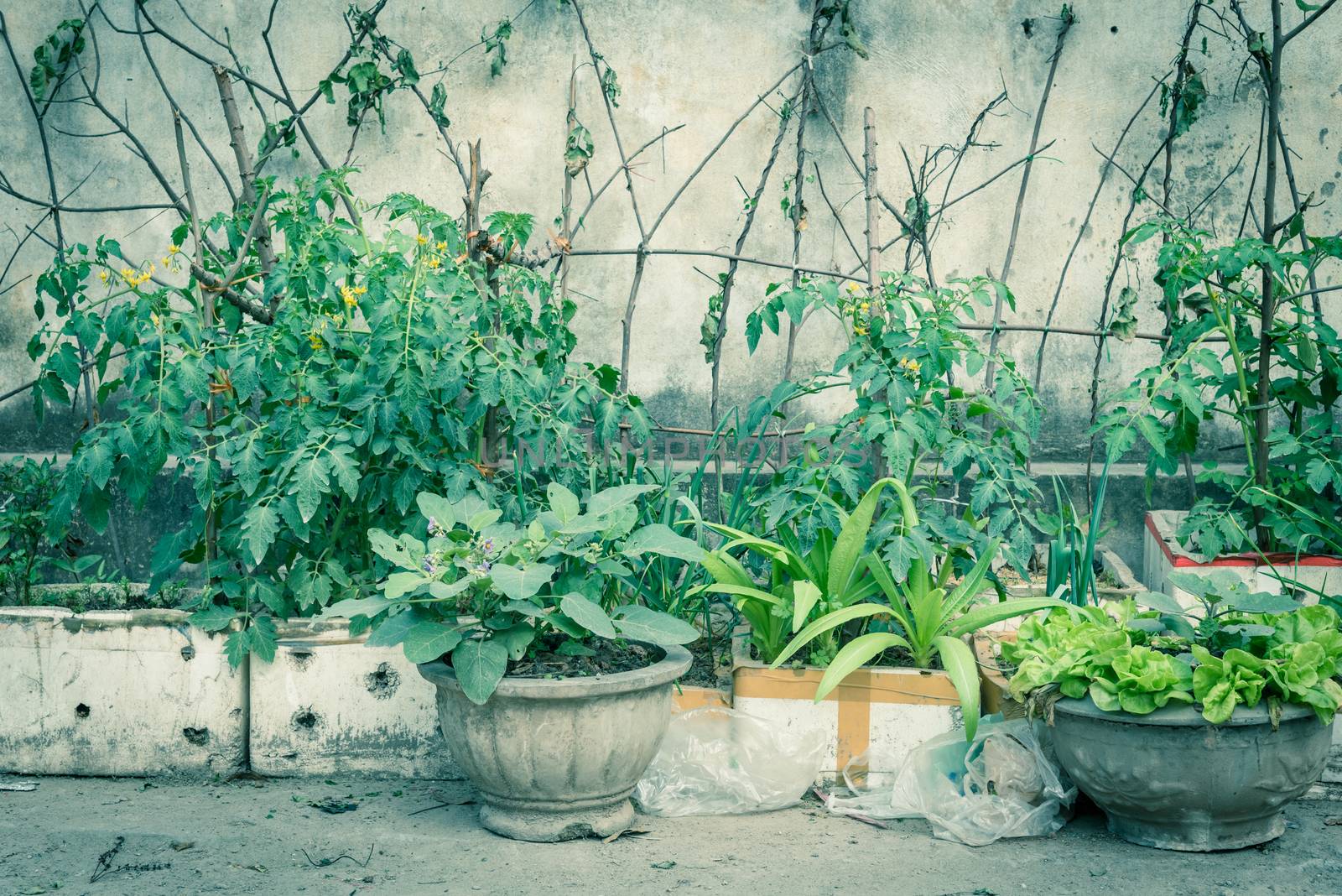 Row of styrofoam boxes, pots with vegetable growing on trellis at container garden in Hanoi by trongnguyen