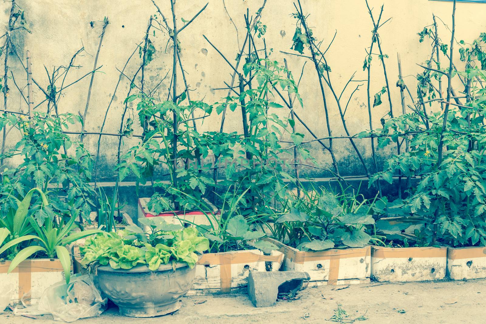 Styrofoam boxes and pots from urban vertical garden in Hanoi, Vietnam. Kitchen vegetable and herbs growing on homemade tree branches trellis structure, self sufficient concept in Asia