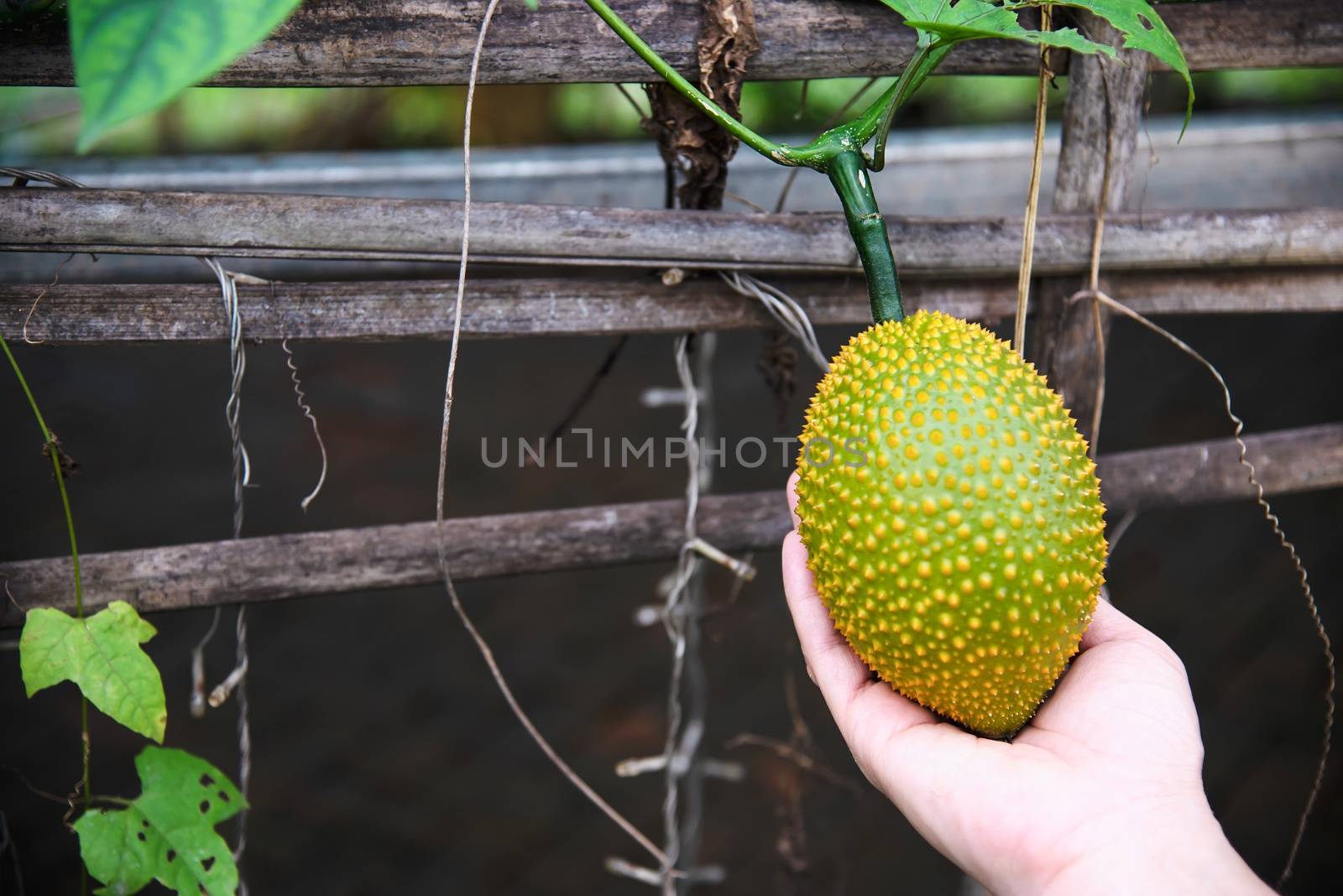 Farmer holding baby jackfruit in his organic farm - people with green local home agricultural concept by pairhandmade