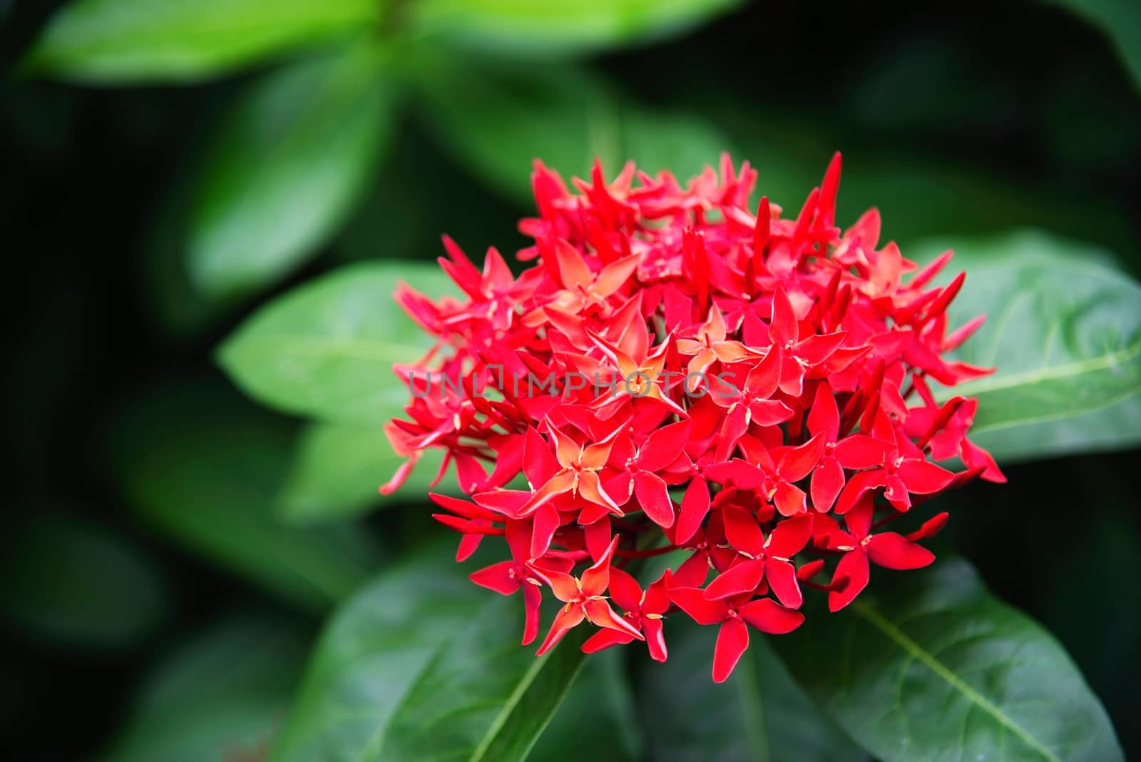 Fresh red flower called ixora with its green leave - beautiful red flower for background use by pairhandmade