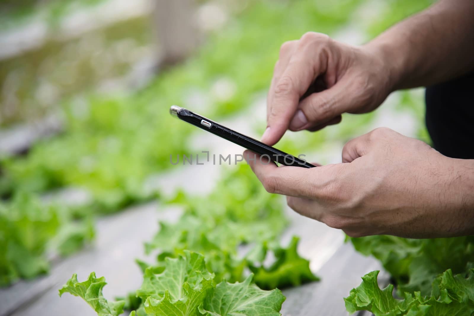 Farm man working in his organic lettuce garden - smart farm people in clean organic agricultural concept by pairhandmade