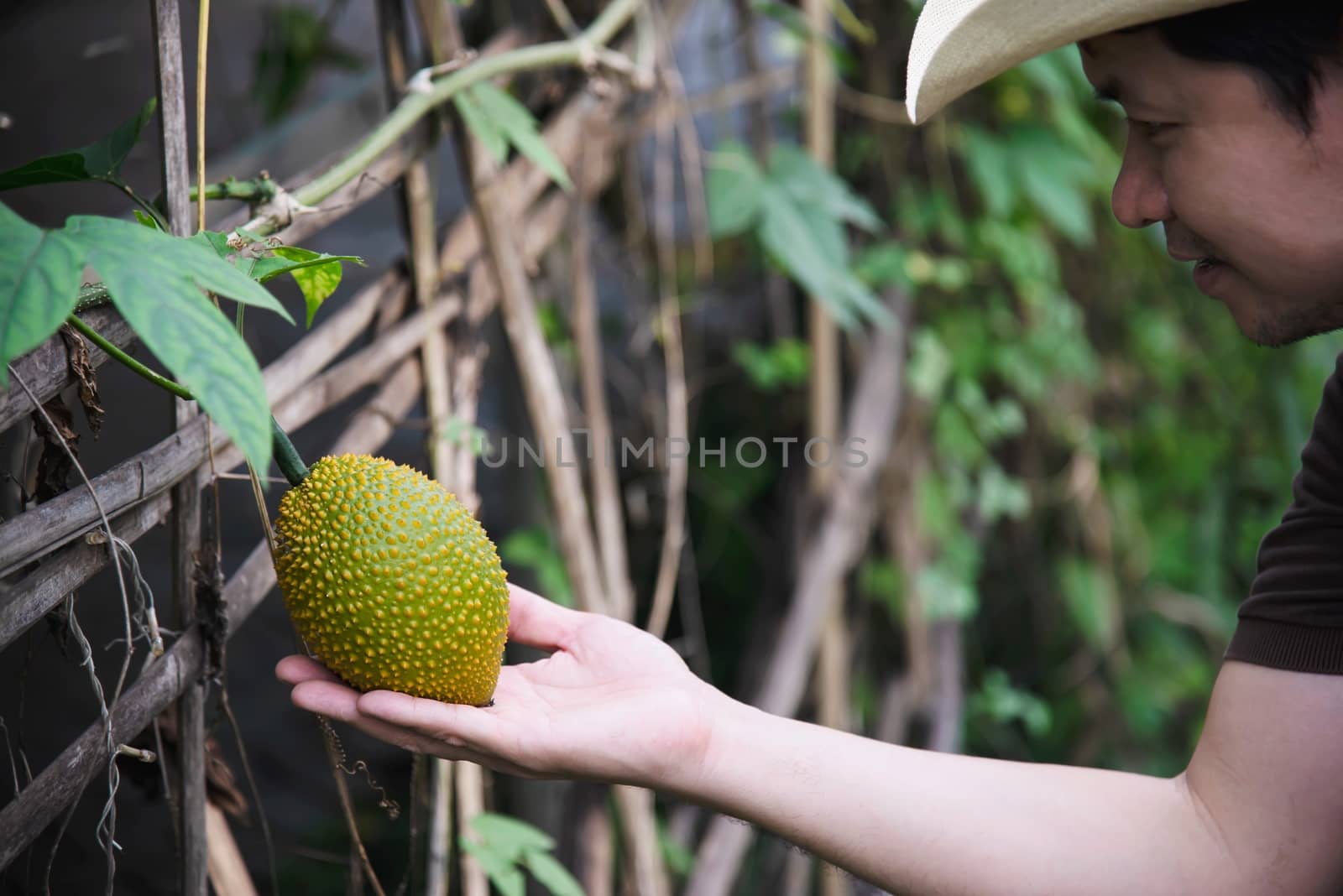 Farmer holding baby jackfruit in his organic farm - people with green local home agricultural concept