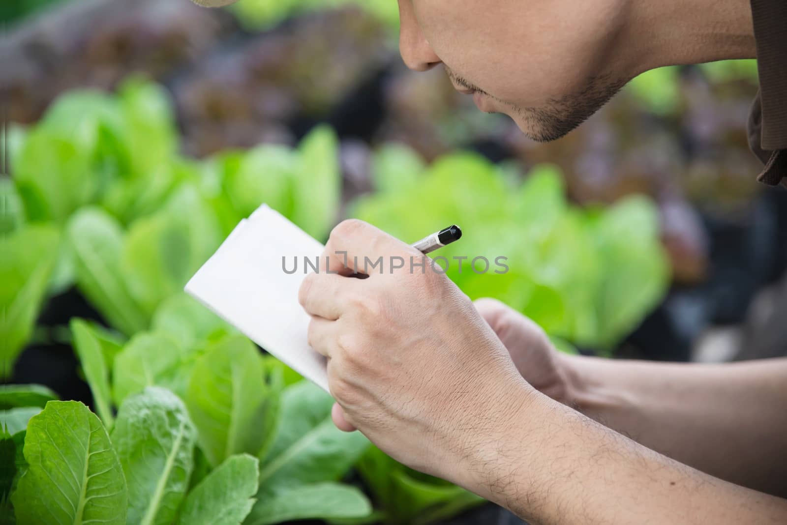 Farm man working in his organic lettuce garden - smart farm people in clean organic agricultural concept