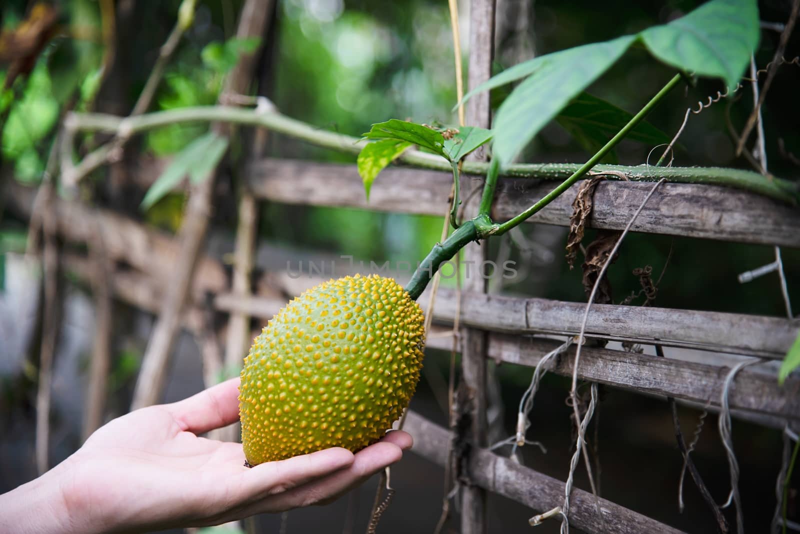 Farmer holding baby jackfruit in his organic farm - people with green local home agricultural concept by pairhandmade