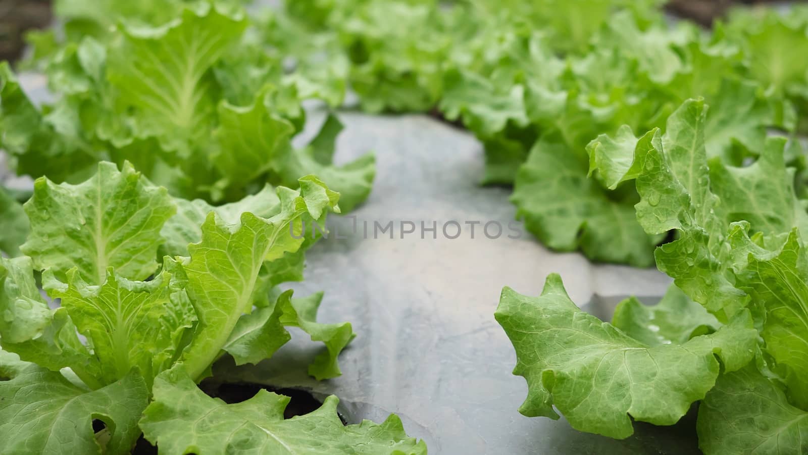 Green organic lettuce garden - clean organic agricultural concept