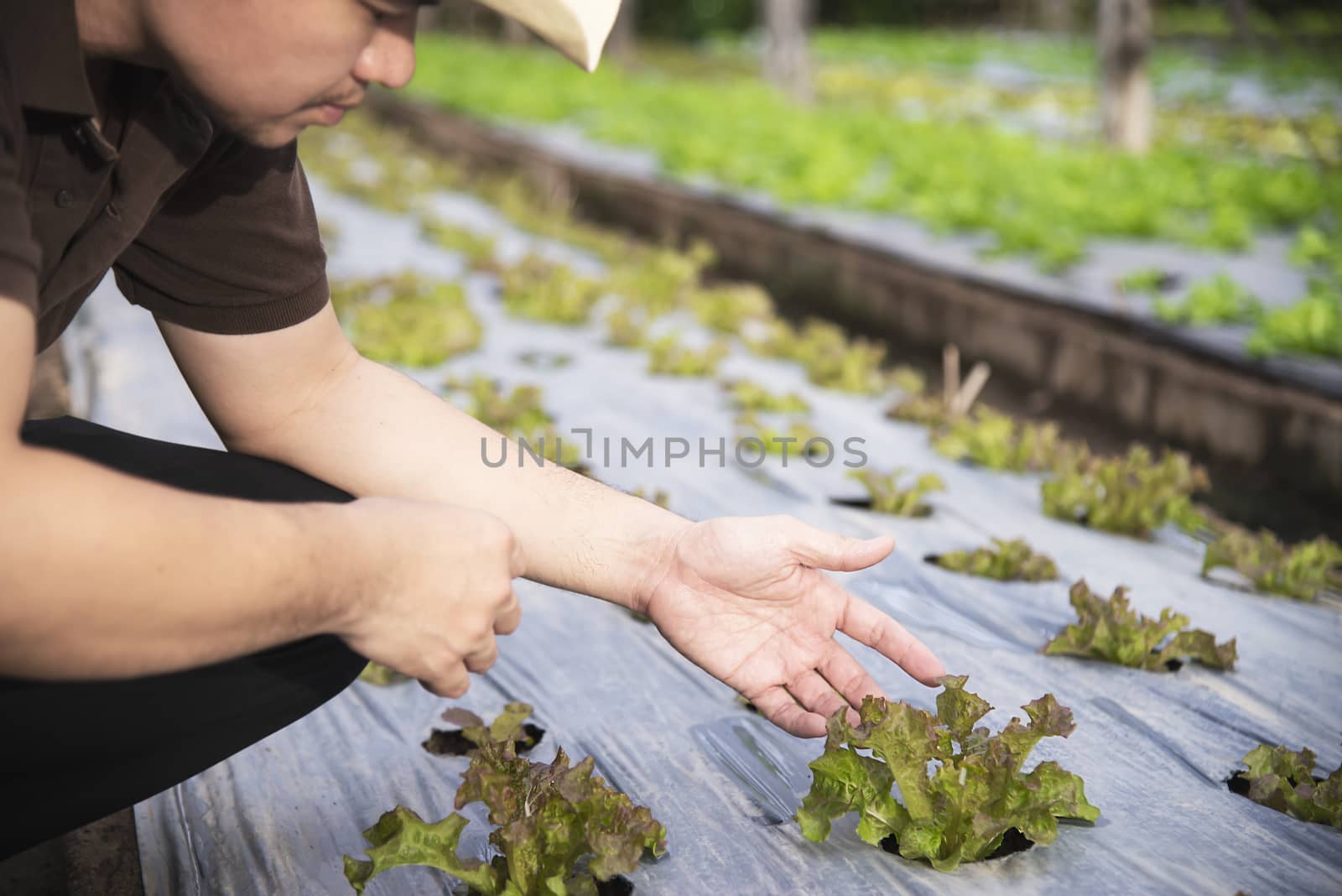 Farm man working in his organic lettuce garden - smart farm people in clean organic agricultural concept by pairhandmade