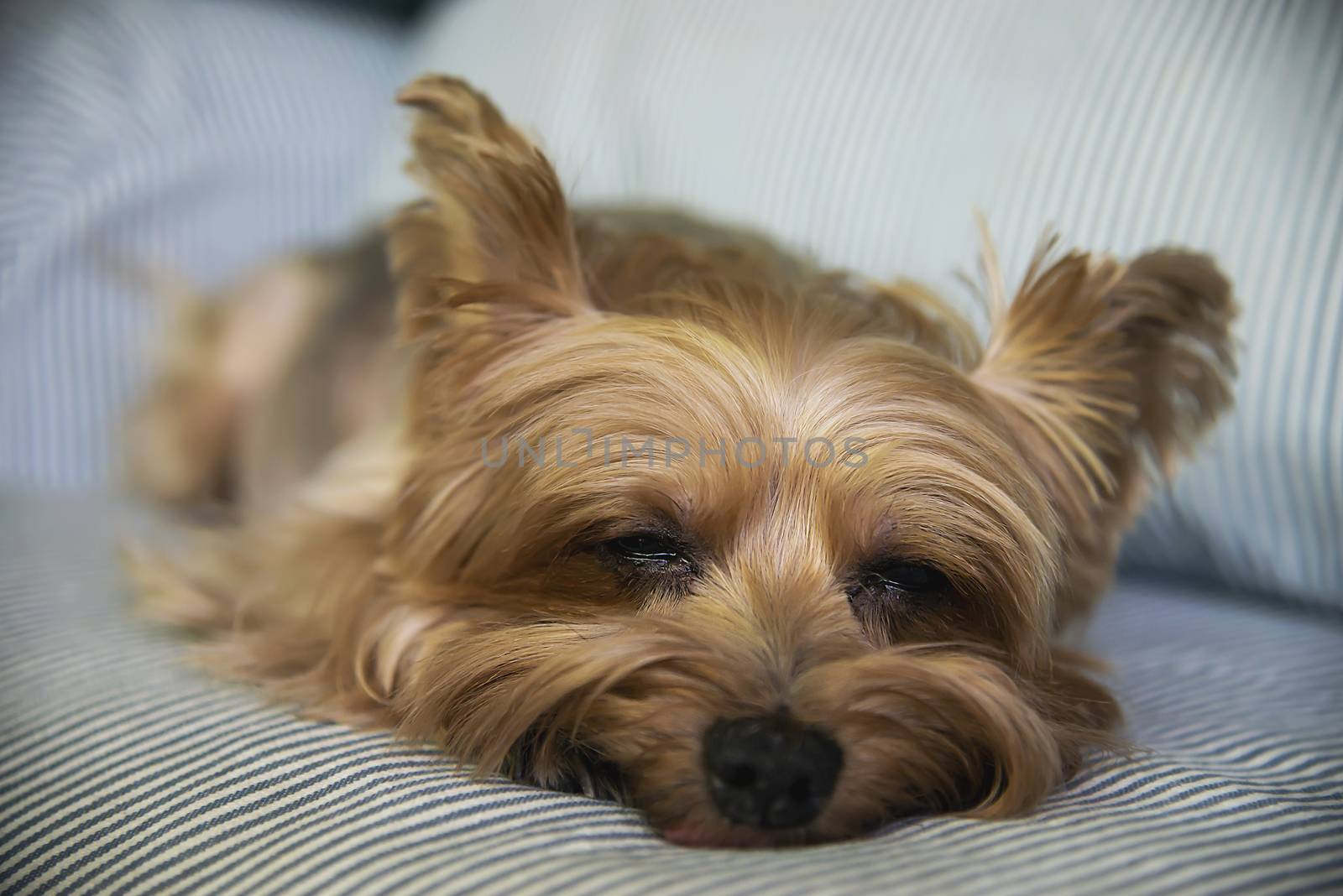 Lovely tan Yorkshire Terrier dog - small domestic house dog concept