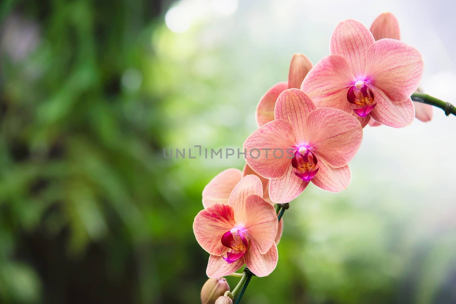 Light orange orchid with green leaf background - beautiful nature flower blossom concept