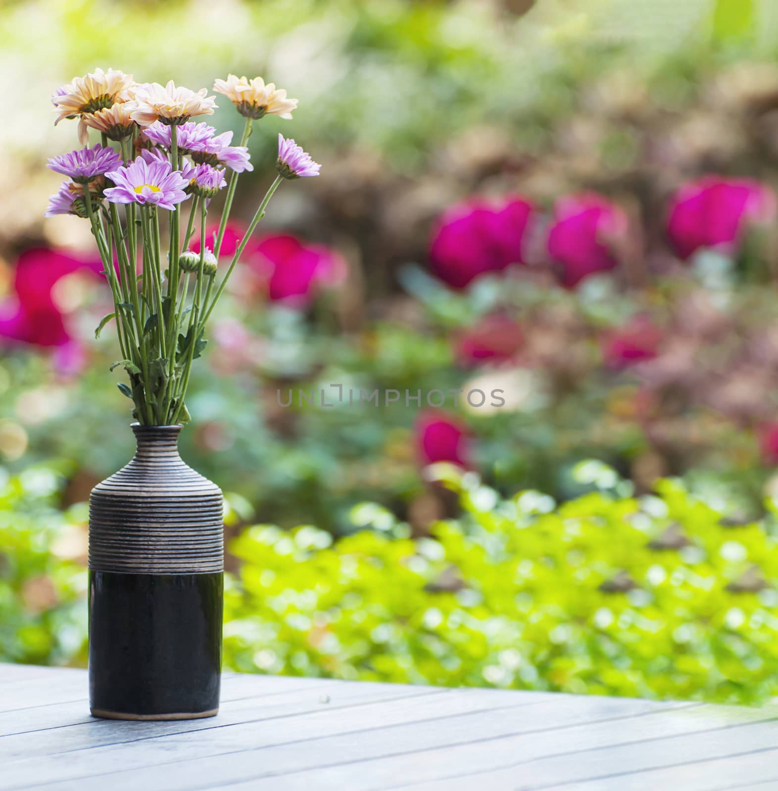 Fresh colorful flower in a small ceramic pot - colorful flower decoration pot for background use concept by pairhandmade