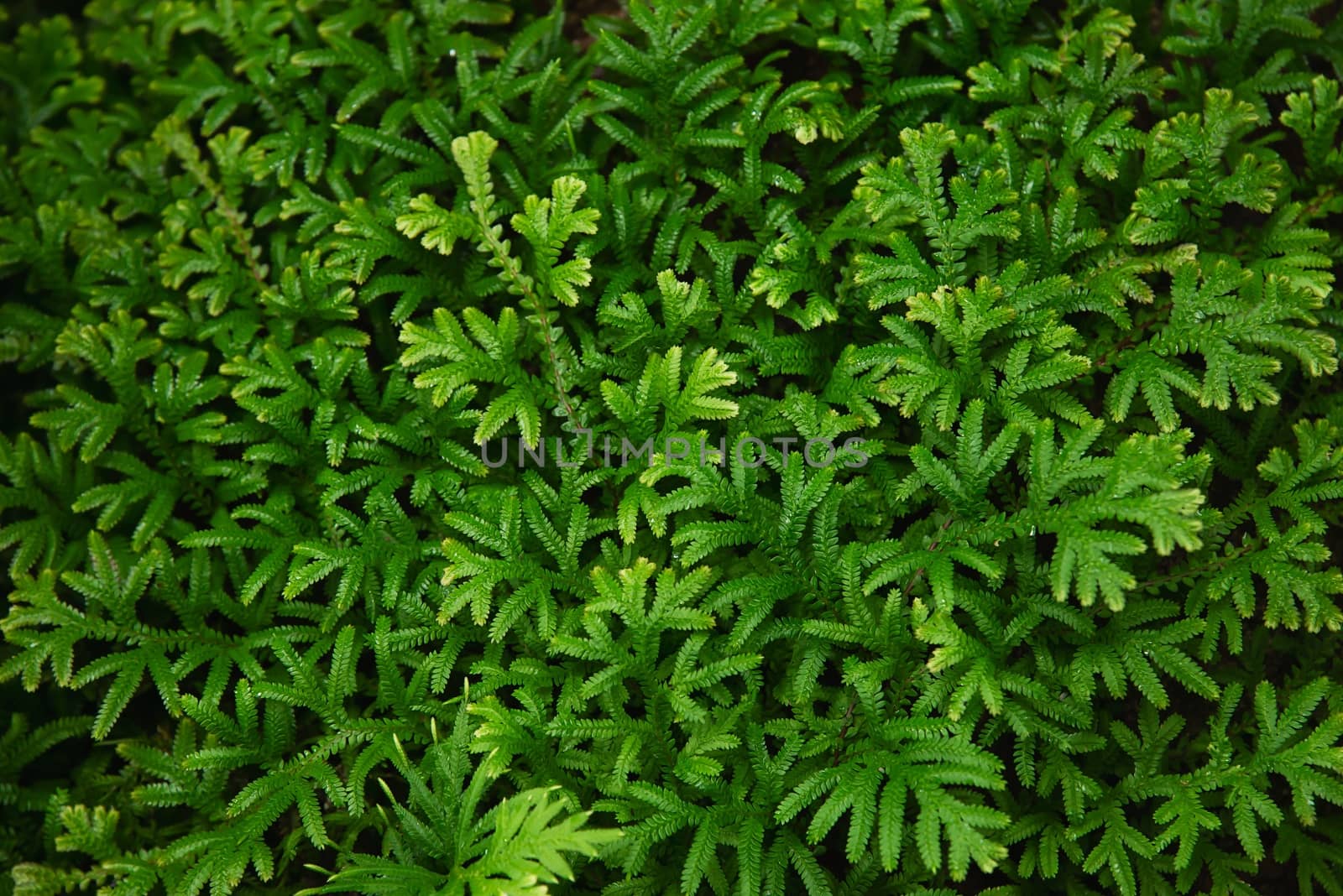 Green fern leaves texture for background use - fresh green nature background