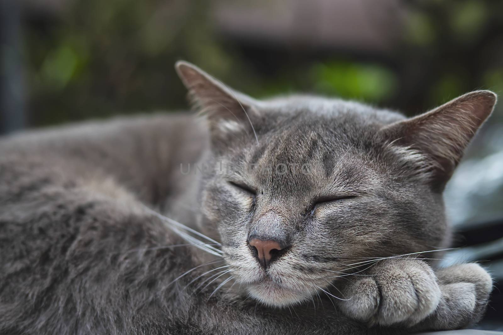 Lovely sleeping cat Thai home pet take a nap on a car - domestic animal concept by pairhandmade