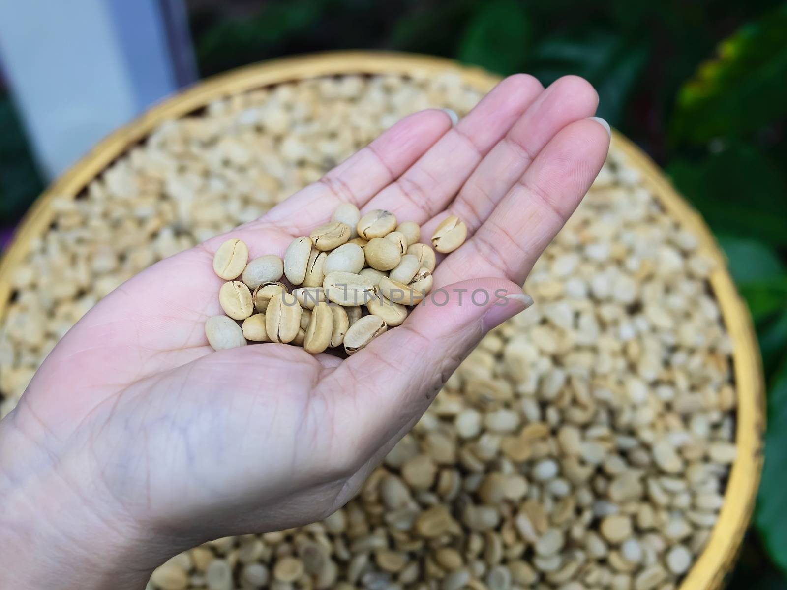 Dry white coffee bean in lady hand - people with fresh coffee bean nature concept by pairhandmade