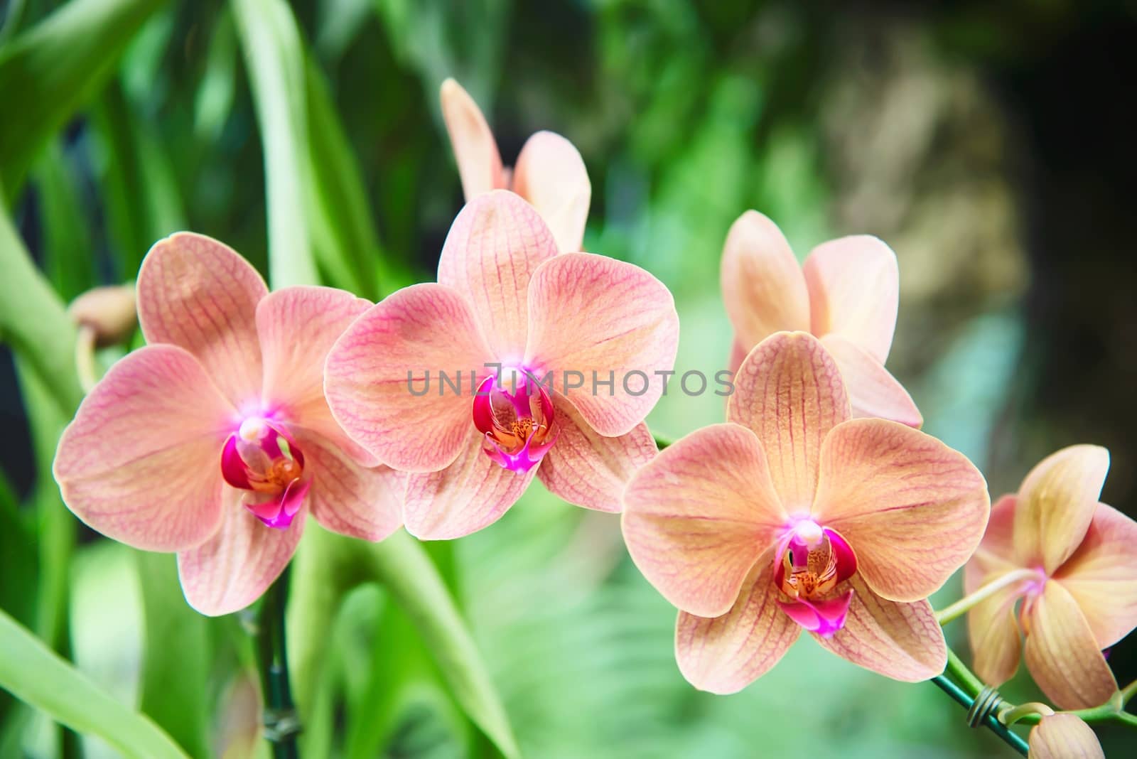 Light orange orchid with green leaf background - beautiful nature flower blossom concept