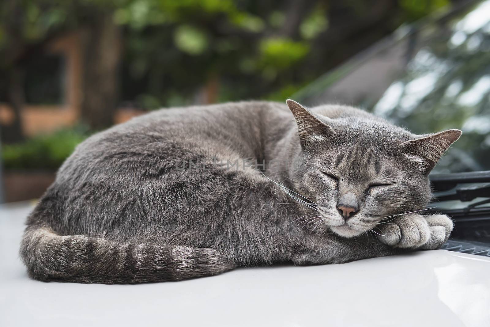 Lovely sleeping cat Thai home pet take a nap on a car - domestic animal concept