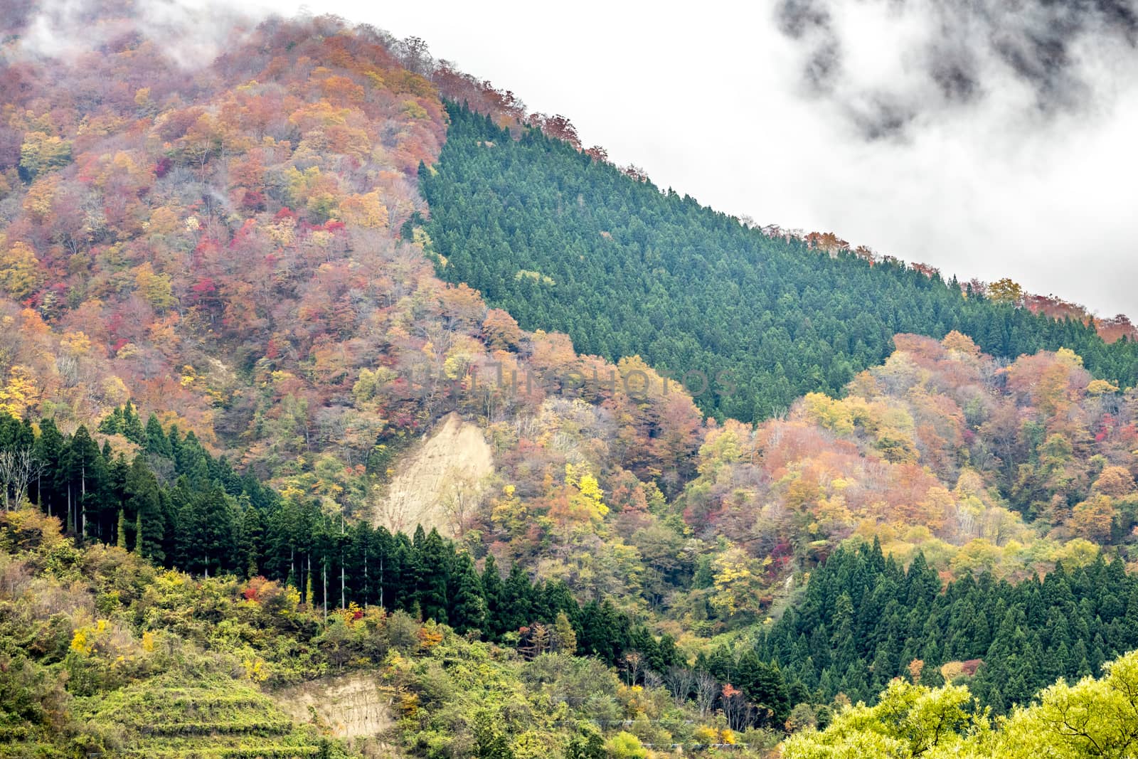 The colourful leaves in Autumn at Naruko Gorge, Osaki, Miyagi, Japan